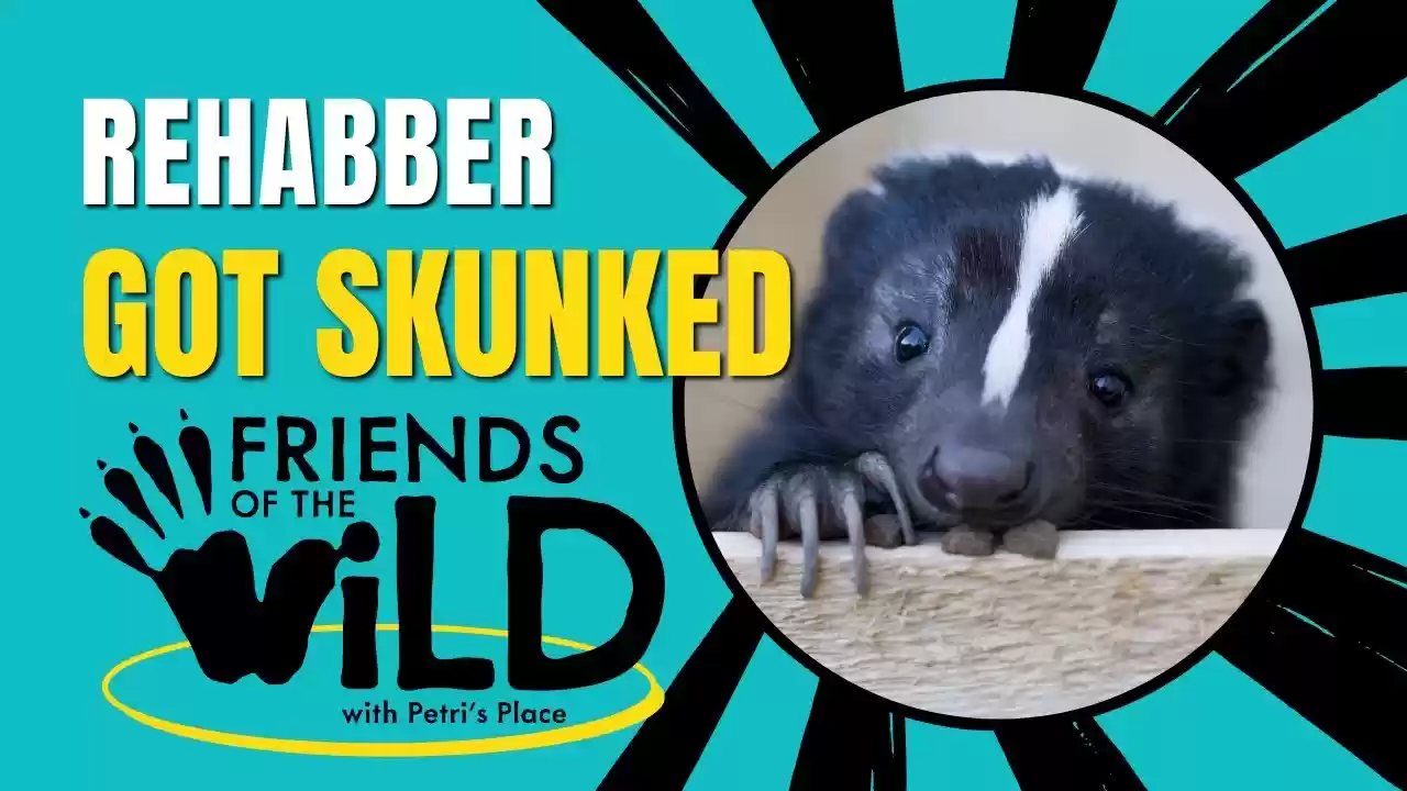 Got Skunked! | Friends Of The Wild | Petri's Place | Skunk Rehab, Facts and New Babies | Episode 2