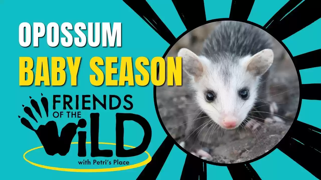 Baby Opossum Season | Friends Of The Wild Season 1 Episode 1